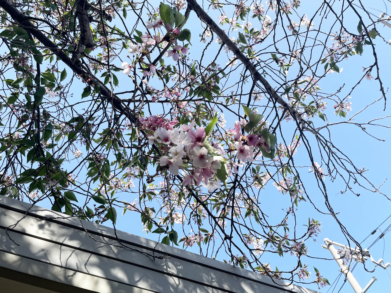 港区の磯路三丁目桜通りの桜