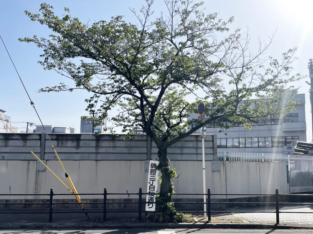 港区の磯路三丁目桜通りの看板