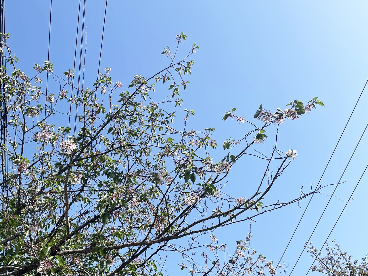 港区の磯路三丁目桜通りの桜の木